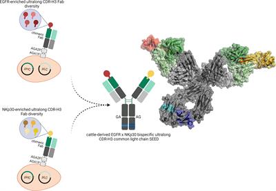 Grabbing the Bull by Both Horns: Bovine Ultralong CDR-H3 Paratopes Enable Engineering of ‘Almost Natural’ Common Light Chain Bispecific Antibodies Suitable For Effector Cell Redirection